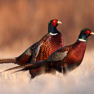 Association de Chasse communale agréée de Valdrôme (ACCA)